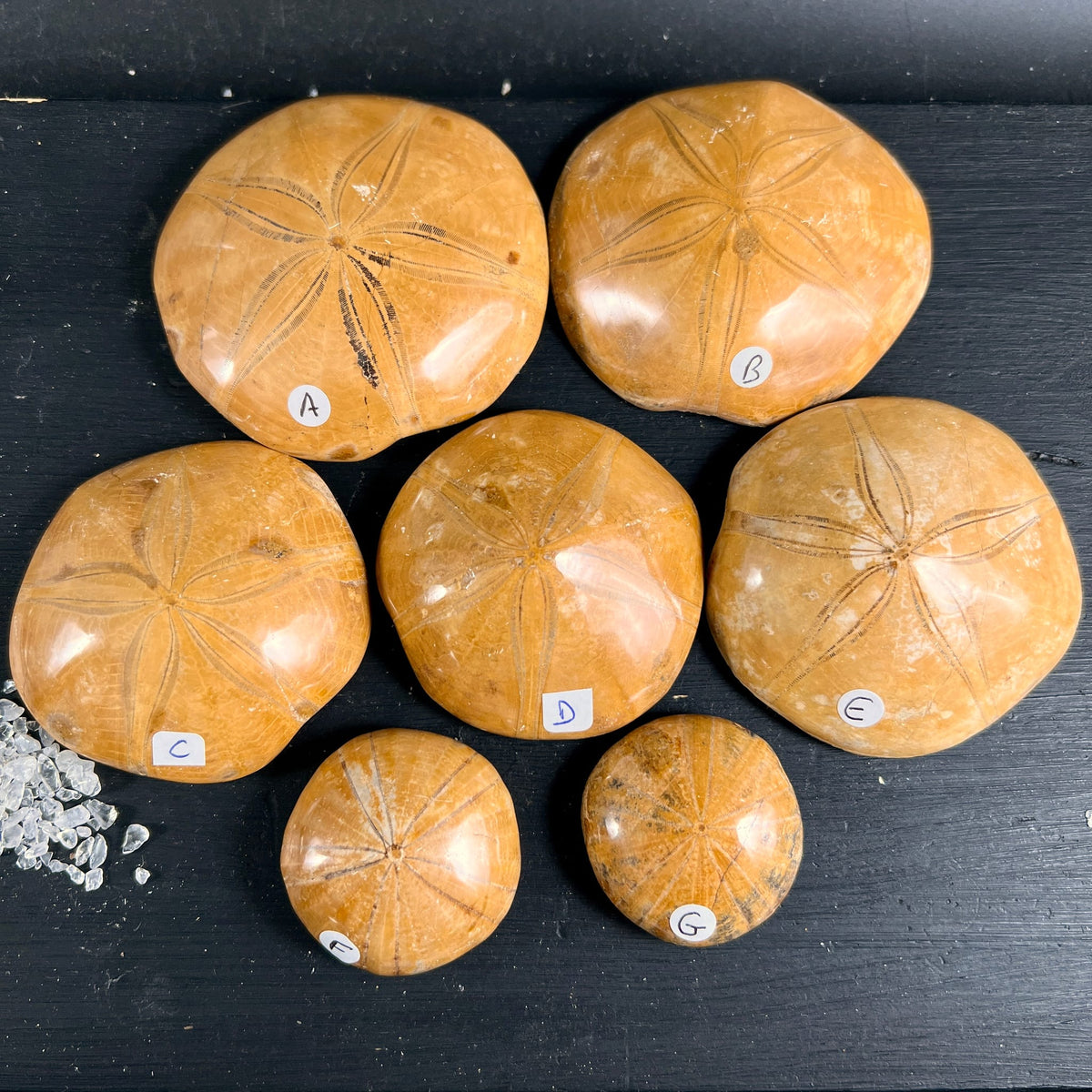 Sieben versteinerte Seeigel, honigbraun poliert mit sternfoermigem Rillenmuster, rundliche Kuppelform | Happy Minerals