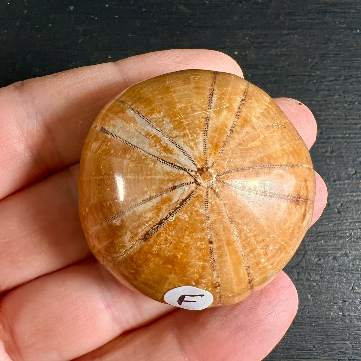 Versteinerter Seeigel aus Madagaskar, honiggelb poliert mit sternfoermigem Rillenmuster, rundliche Form | Happy Minerals