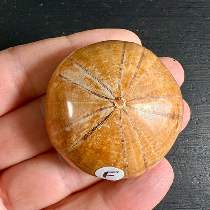 Versteinerter Seeigel aus Madagaskar, honiggelb poliert mit sternfoermigem Rillenmuster, rundliche Form | Happy Minerals