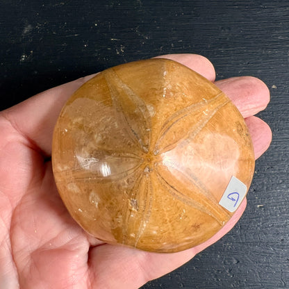Versteinerter Seeigel aus Madagaskar, honigbraun poliert, mit sternfoermigem Fuenferstrahl-Muster | Happy Minerals