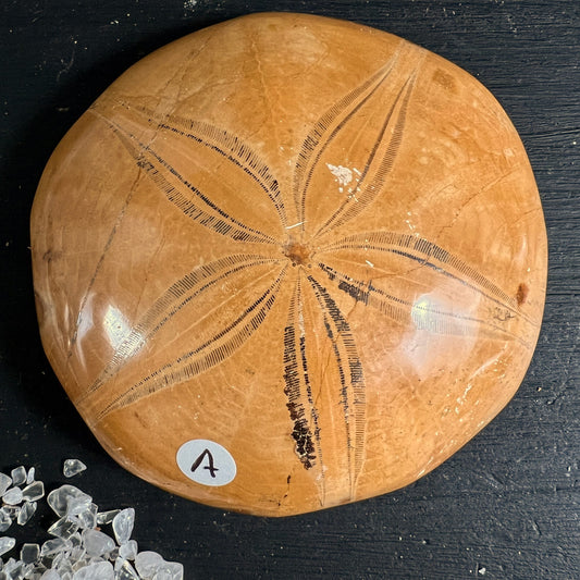 Versteinerter Seeigel Madagaskar, ockerbraun poliert, fuenfstrahliges Muster aus Poren, rundliche Kuppelform | Happy Minerals