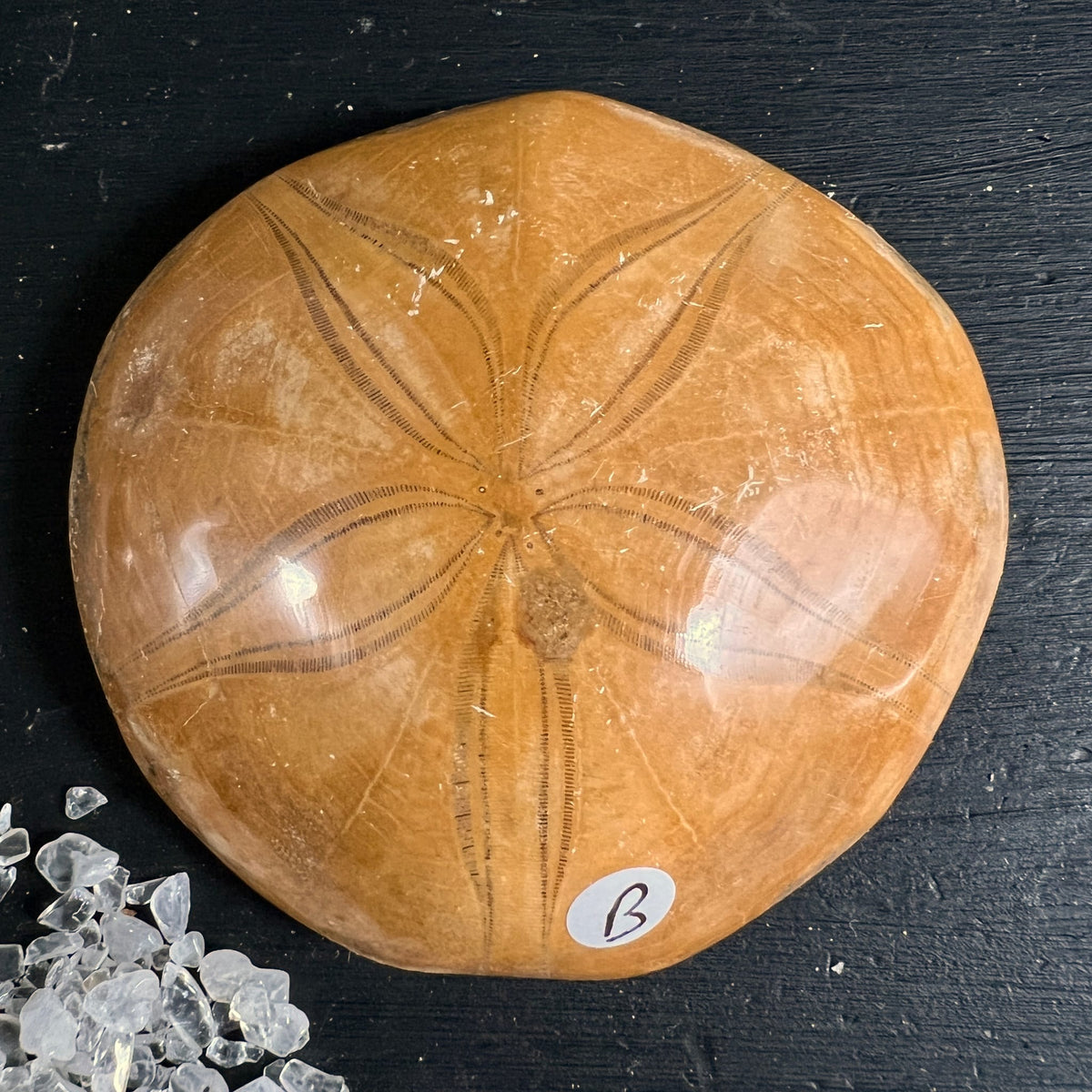 Versteinerter Seeigel aus Madagaskar, ockerbraun poliert, mit sternfoermigem Rillenmuster | Happy Minerals