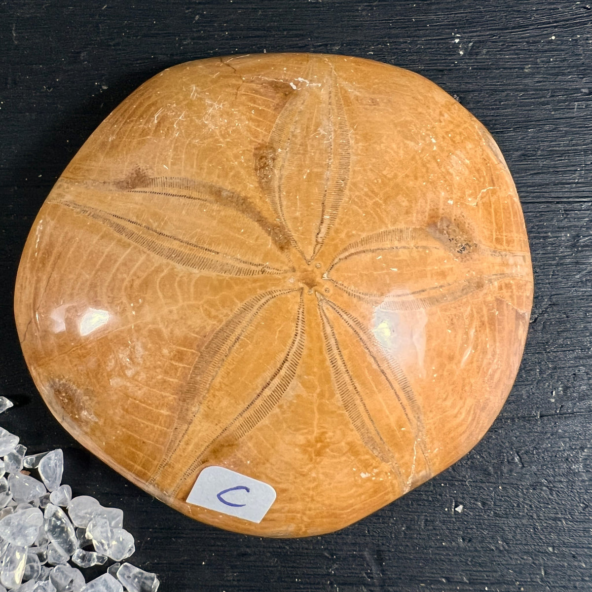Versteinerter Seeigel aus Madagaskar, ockerfarben, rundliche Form mit sternfoermigem Rillenmuster | Happy Minerals