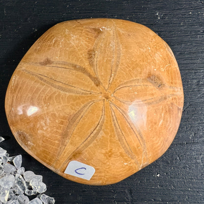 Versteinerter Seeigel aus Madagaskar, ockerfarben, rundliche Form mit sternfoermigem Rillenmuster | Happy Minerals