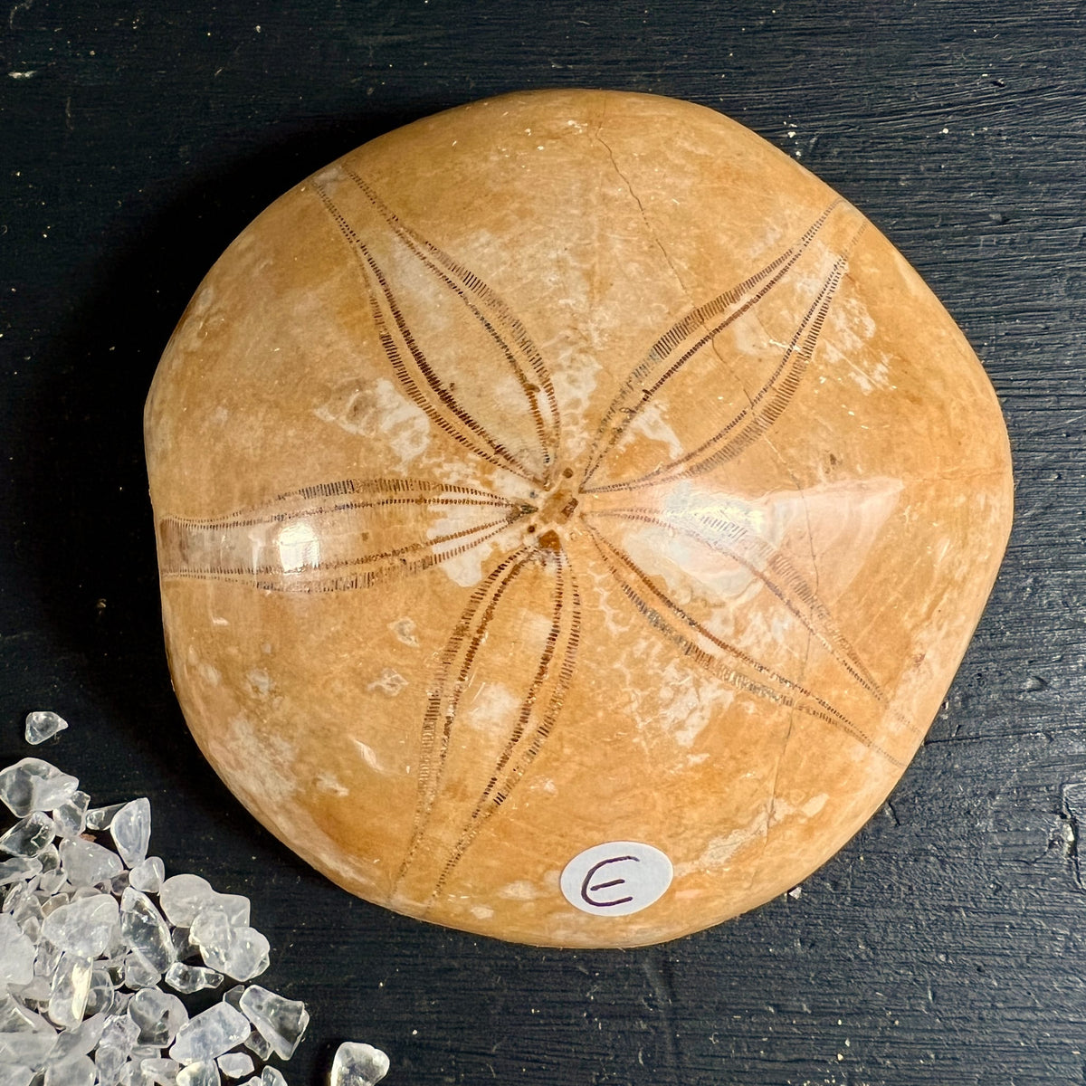 Versteinerter Seeigel Madagaskar, ockerfarben mit sternfoermigem braunem Rippenmuster, gewoelbte Rundform | Happy Minerals