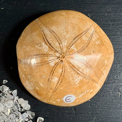 Versteinerter Seeigel Madagaskar, ockerfarben mit sternfoermigem braunem Rippenmuster, gewoelbte Rundform | Happy Minerals